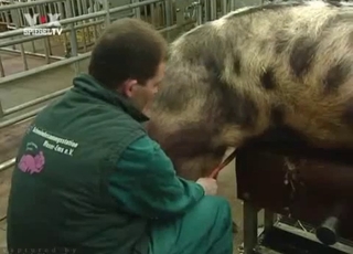 Amazing pig in passionate bestiality XXX