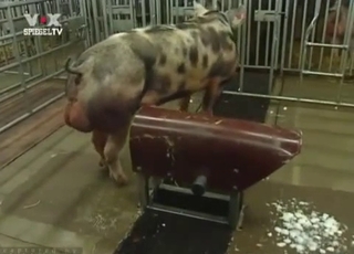 Amazing pig in passionate bestiality XXX