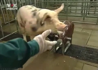Amazing pig in passionate bestiality XXX