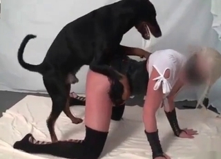Passionate black doggy enjoys her cunt
