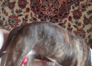 Quick and sweet dog sex with my pet