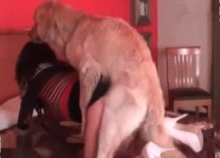 Dog penetrated my sweet chick from behind