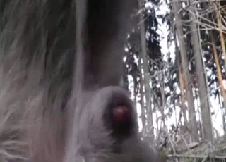 Jerking off a small red dick of a dog
