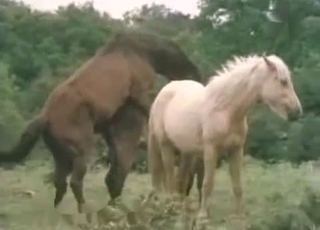 Hot stallions having nice outdoor sex
