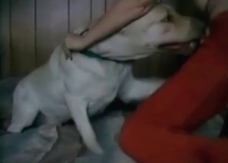 White doggy fucking my wife from behind