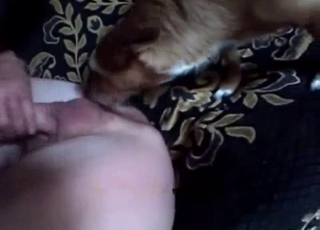 Watch how my pet is licking my small dick