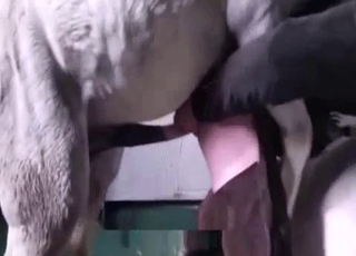 Awesome white pony fucking his wet ass