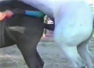 Watch me masturbating a massive stallion dick