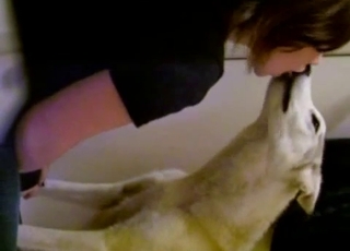 Amazing white Husky in sweet bestiality