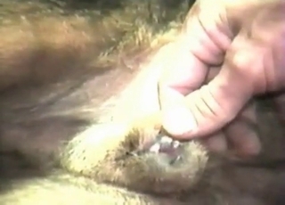 Disgusting amateur bestiality in close-up shot
