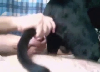 Black dog fucked in hardcore mode