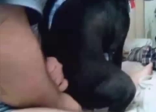 Black dog fucked in hardcore mode