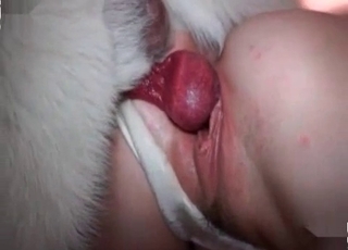 White dog fucked a big-ass babe from behind