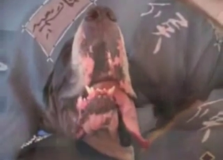 Cute black dog and zoophile having sex