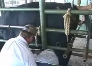 Collecting bull semen in the barn