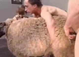 Sheep fucked hard by perverted as fuck zoofil