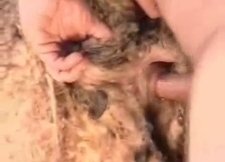 Sheep fucked hard by perverted as fuck zoofil