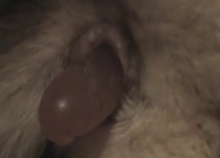 Sticking my dildo in a tight animal ass