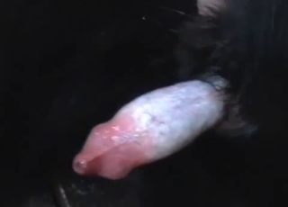 Black doggy has a nice pointy dick