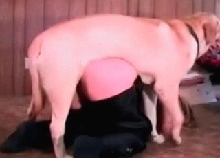 Playful chick kisses her lovely good boy