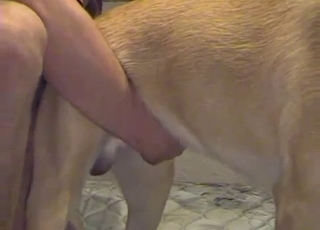 Very sweet and intensive amateur bestiality XXX