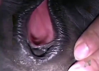 Stunningly sweet amateur animal sex action