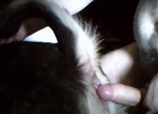 Animal banging with human on camera