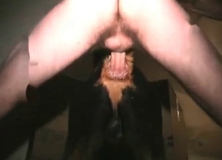 Black dog fucked in ass from behind