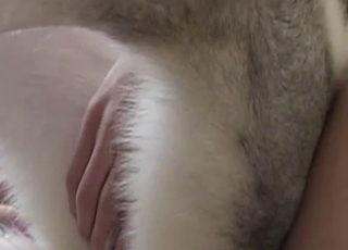 Beautiful doggy in perfect amateur animal porn