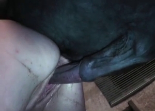 Big black pony in amazing barn bestiality
