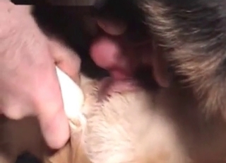 Sensual dog sex action in close-up