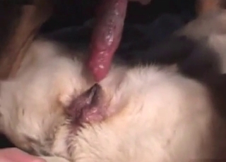 Sensual dog sex action in close-up