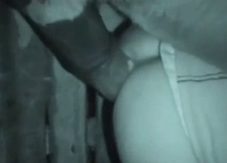Filthy stallion sex action in doggy style pose