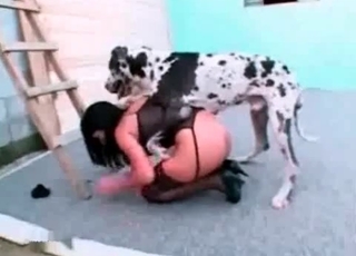 Sweet Dalmatian licking her juicy crack
