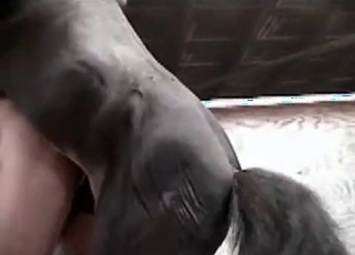 Trained stallion fucking her wet pussy from behind