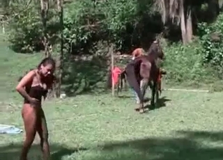 Big-ass babe fucked nicely by stallion