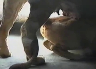 Sexy lioness fucked hard by her lion