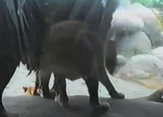 Sexy lioness fucked hard by her lion