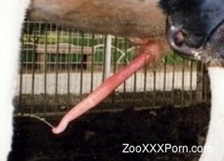 Xxx Animal Hd Hq - Zoo Porn - Perfect zoo porn videos available for free